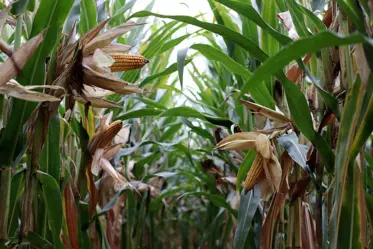 corn-on-the-cob-4507230_640